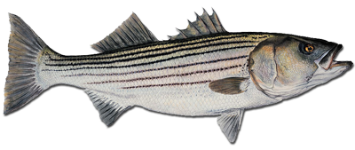 Striped Bass or Striper